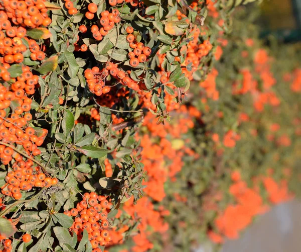 Pomarańczowe jesienne jagody z Pyracantha z zielonymi liśćmi na krzew. Szczotka jagodowa — Zdjęcie stockowe