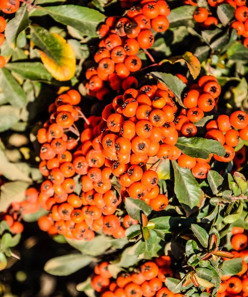 Orange őszi bogyók a Pyracantha zöld levelek egy bokor. Kefe bogyó — Stock Fotó