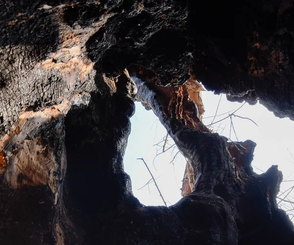 In einem verbrannten Baumstamm. hohl im Stamm einer Weide. Feuer im Wald — Stockfoto