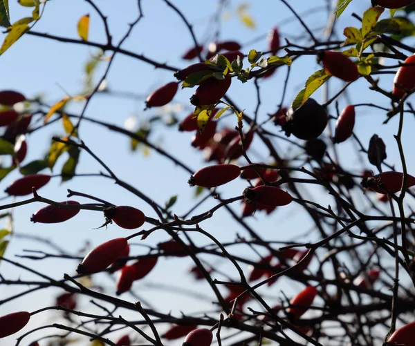 Kyčle s zralými plody. Bobule dogrose na křoví. Fru — Stock fotografie