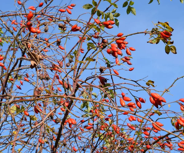 Arbusto de quadris com bagas maduras. Bagas de uma rosa brava em um arbusto. Fru — Fotografia de Stock