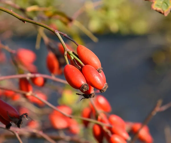 Hüftbusch mit reifen Beeren. Beeren einer Heckenrose auf einem Gebüsch. fru — Stockfoto