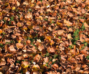Bir kavak düşmüş yapraklarından dokusal arka plan. Bir sonbahar ca