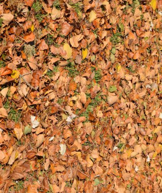Bir kavak, düşen yapraklar dokusal kökenli. Yapraklar sonbaharda bir halı. bir kavak açık sarı sonbahar kuru yaprakları.