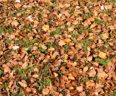 Bir kavak düşmüş yapraklarından dokusal arka plan. Bir sonbahar ca