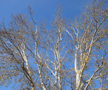 Gümüş kavak ormanında aşağıdan yukarıya bak. Backgroun