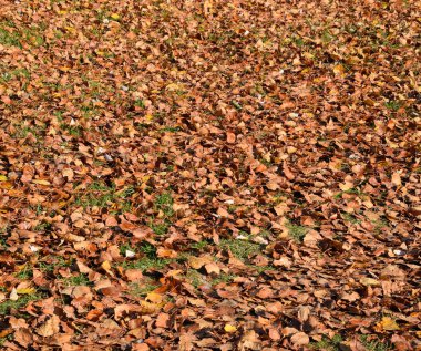 Bir kavak düşmüş yapraklarından dokusal arka plan. Bir sonbahar ca