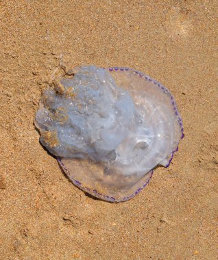 Denizanası Rhizostoma kök ip, deniz kıyısında atılmış. Ölü denizanası.