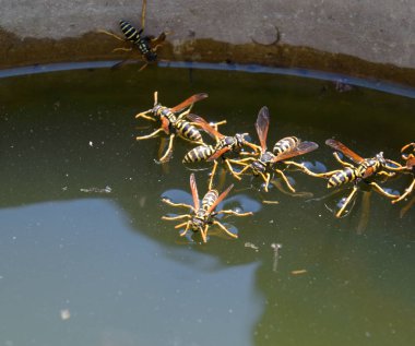 Eşek arıları Polistes su içer. Eşek arıları tavadan su içer, yüzer.