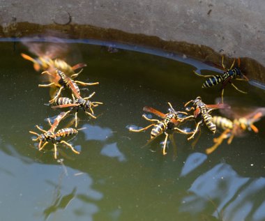 Eşek arıları Polistes su içer. Eşek arıları tavadan su içer, yüzer.