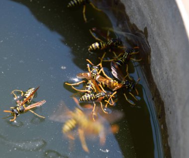Eşek arıları Polistes su içer. Eşek arıları tavadan su içer, yüzer.