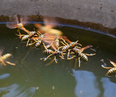Eşek arıları Polistes su içer. Eşek arıları tavadan su içer, yüzer.