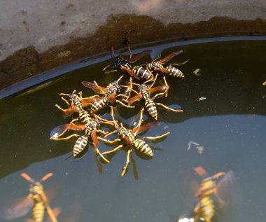 Eşek arıları Polistes su içer. Eşek arıları tavadan su içer, yüzer.