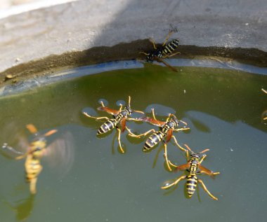 Eşek arıları Polistes su içer. Eşek arıları tavadan su içer, yüzer.