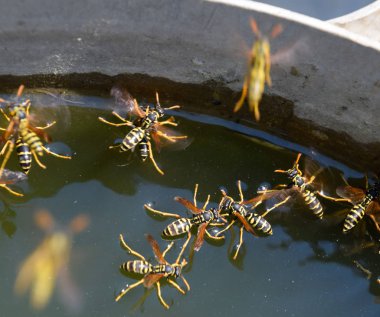 Eşek arıları Polistes su içer. Eşek arıları tavadan su içer, yüzer.