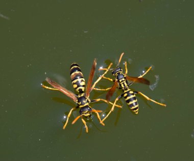 Eşek arıları Polistes su içer. Eşek arıları tavadan su içer, yüzer.