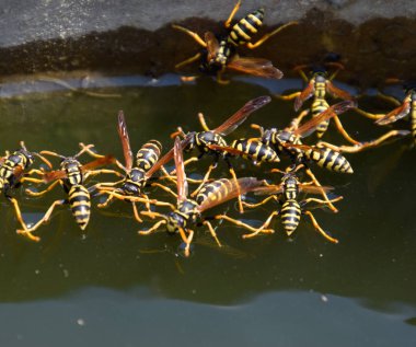 Eşek arıları Polistes su içer. Eşek arıları tavadan su içer, yüzer.