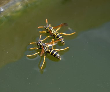 Eşek arıları Polistes su içer. Eşek arıları tavadan su içer, yüzer.