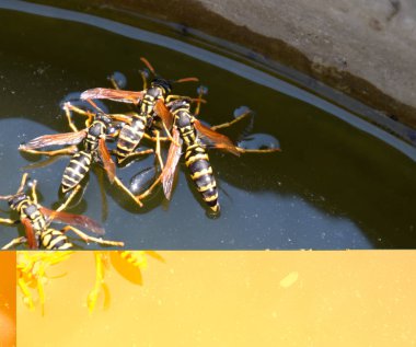 Eşek arıları Polistes su içer. Eşek arıları tavadan su içer, yüzer.