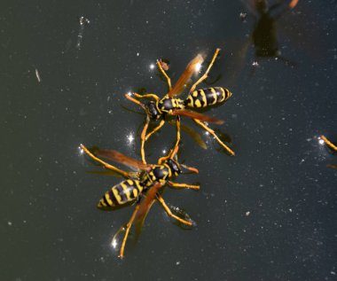 Eşek arıları Polistes su içer. Eşek arıları tavadan su içer, yüzer.