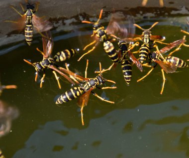 Eşek arıları Polistes su içer. Eşek arıları tavadan su içer, yüzer.