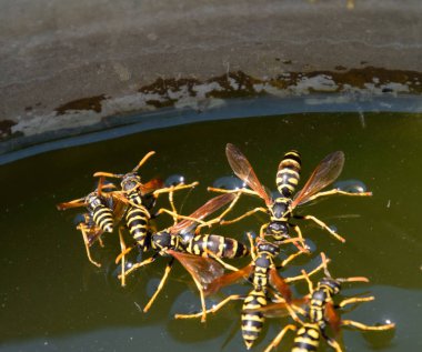 Eşek arıları Polistes su içer. Eşek arıları tavadan su içer, yüzer.