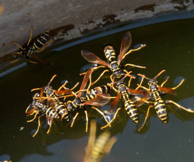 Eşek arıları tavadan su içer, su yüzeyinde yüzer.