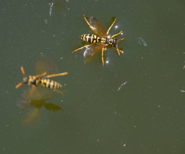 Eşek arıları Polistes su içer. Eşek arıları tavadan su içer, yüzer.