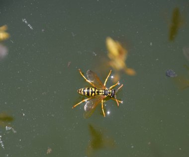 Eşek arıları Polistes su içer. Eşek arıları tavadan su içer, yüzer.