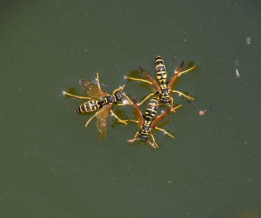 Eşek arıları Polistes su içer. Eşek arıları tavadan su içer, yüzer.
