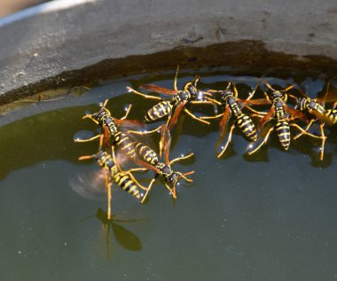 Eşek arıları Polistes su içer. Eşek arıları tavadan su içer, yüzer.