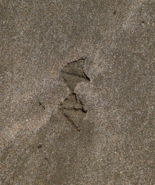 Kum deniz üzerinde bir martı izleri