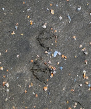 Kum deniz üzerinde bir martı izleri