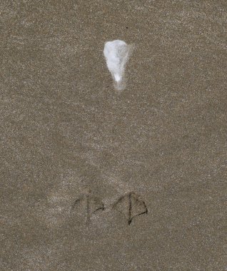 Martı kum üzerinde olacak? Lanet olsun. Kum deniz üzerinde bir martı izleri