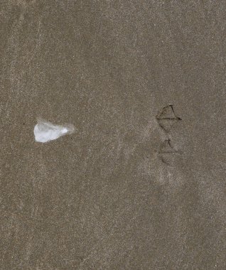 Martı kum üzerinde olacak? Lanet olsun. Kum deniz üzerinde bir martı izleri