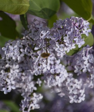 Leylak üzerinde Bombyliidae. Lila renkler Shaggy anında. böcek tozlayıcı