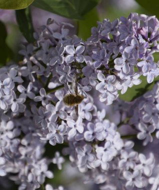 Leylak üzerinde Bombyliidae. Lila renkler Shaggy anında. böcek tozlayıcı