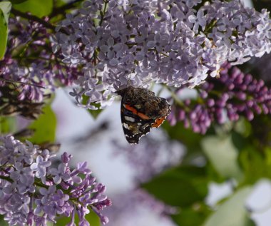 Bir kelebek Amiral dalları üzerinde eflatun çiçekler