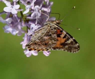 Kelebek döküntü Lila renkler. Kelebek Ürtiker.