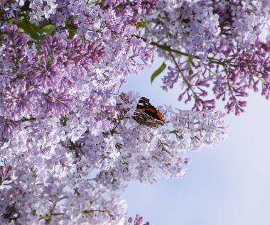 Bir kelebek Amiral dalları üzerinde eflatun çiçekler
