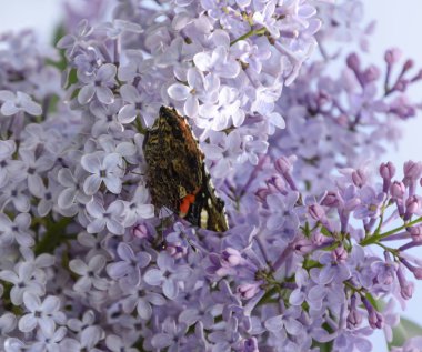 Bir kelebek Amiral dalları üzerinde eflatun çiçekler