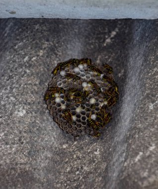 yakın çekim alınan eşek arıları bir ailenin yuva.