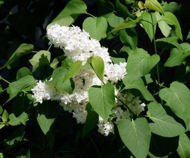 Beyaz leylak. Güzel mor eflatun çiçekler açık havada.