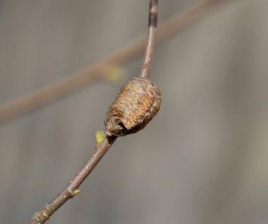 Bir ağacın dalları üzerinde ootheca Peygamber devesi. Böcek yumurta