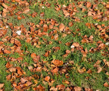 Bir kavak düşmüş yapraklarından dokusal arka plan. Bir sonbahar ca