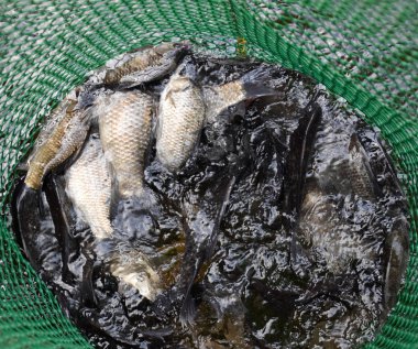 Gölün içinde yeşil plastik bir ızgarada Nehir balığı. Balık yakalaması. Sazan a