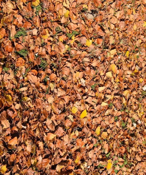 Fundo textural de folhas caídas de um álamo. Um carpete de outono da folhagem. as folhas secas de outono amarelas viradas de um álamo . — Fotografia de Stock