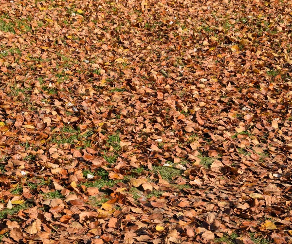 Fundo textural de folhas caídas de um álamo. Um outono ca — Fotografia de Stock