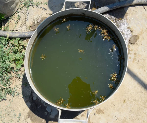 Eşek arıları tavadan su içer, su yüzeyinde yüzer.