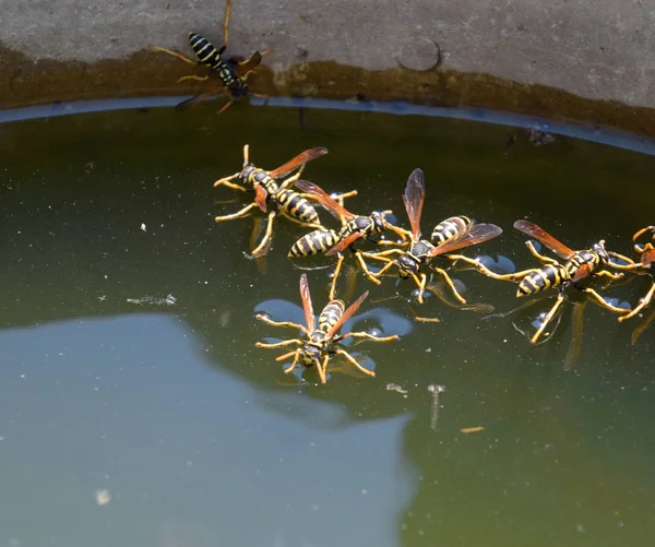 Eşek arıları Polistes su içer. Eşek arıları tavadan su içer, yüzer.